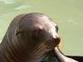 GaÍ¯a juge sévèrement les parcs animaliers